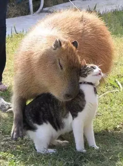 欲錢買千年的動物是什麼屬相：千年，猜一生肖