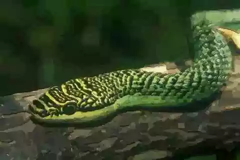 屬蛇的和什麼屬相合作：屬蛇的男生和什麼屬相最配