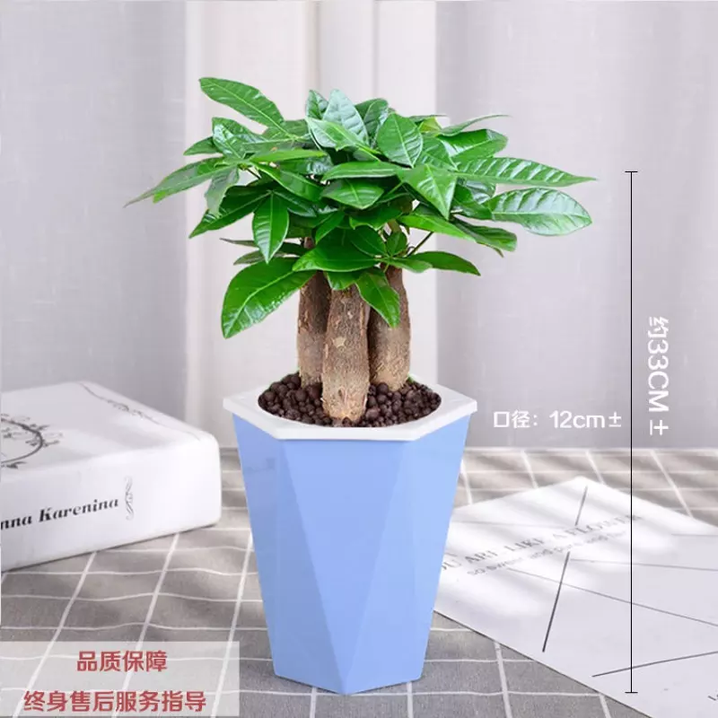 3、發財樹不移出小盆行嗎(見第一張圖)？或者是把原來本身的小盆放在另外一個盆里，