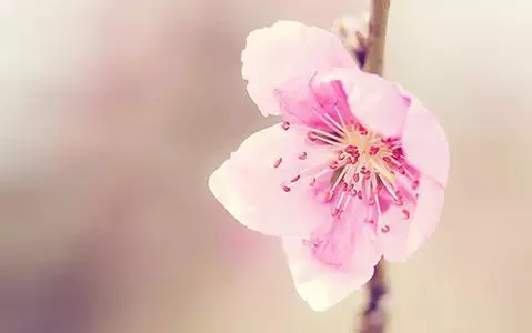 2、桃花測算免費算命:我想算一下我的桃花運，有免費算命的嗎？