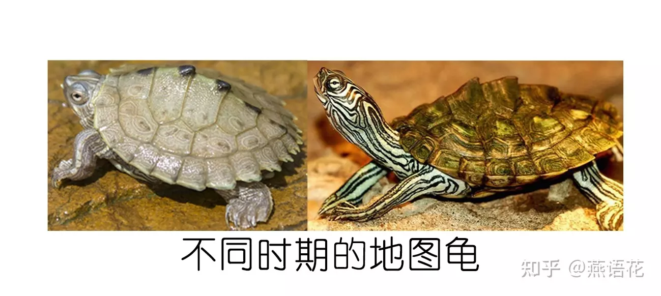 2、烏龜最快:烏龜回頭 有科學依據嗎 還是？