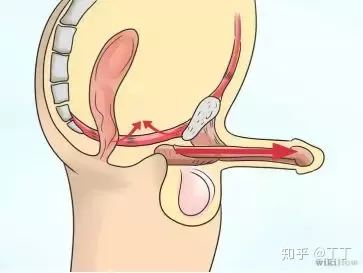 2、性功能消失了怎麼辦:我發現性能力沒有以前好了，該怎麼辦？？