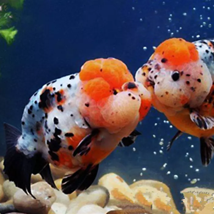7、們幫我看看這招財魚是公母？另外誰能提供一張母招財魚長大的圖片，我想看看成年母招財魚頭不什麼樣的