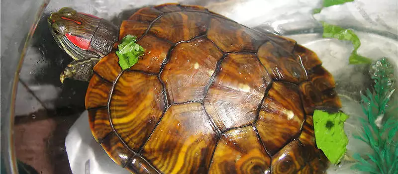 巴西龜要養一隻還是一雙：巴西龜養一隻好，還是兩隻？