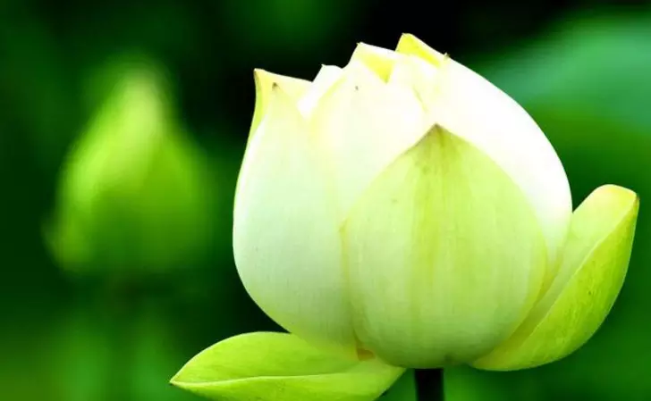 12生肖屬相合適種的花是：十二生肖分別代表什麼花