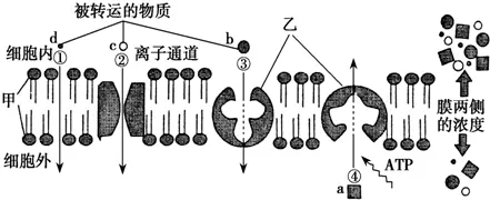 1、細胞膜的四種物質轉運方式:簡述物質通過細胞膜的幾種轉運方式