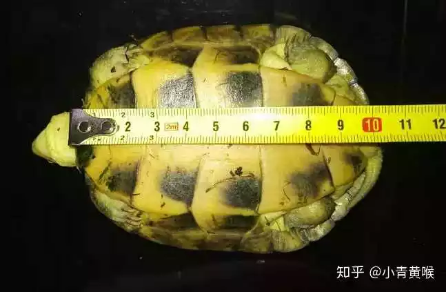 冬天烏龜死了怎麼處理：怎麼判斷烏龜是否真正死亡?