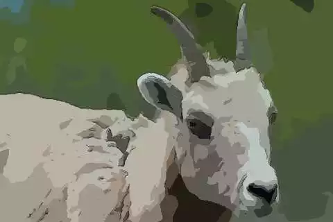 屬兔的屬相婚配表：的屬相婚配表，屬兔的和什麼屬相最配