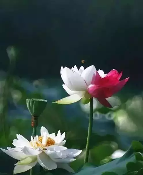 3、查看前世是誰:如何知道自己前世是什麼