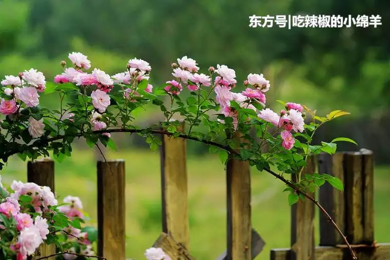 這三個生肖女早年吃盡苦頭，晚年無大病大災吃穿不...
