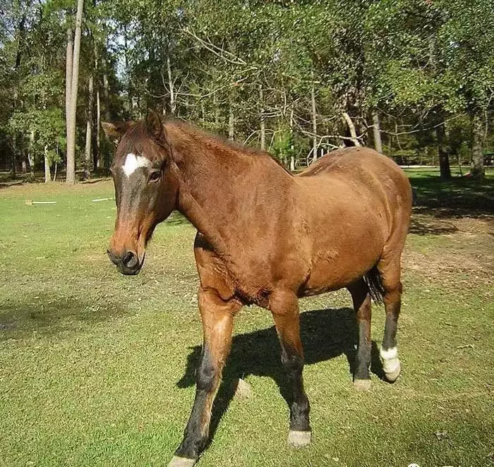 4、幾月出生的馬最苦:屬馬幾月出生命苦