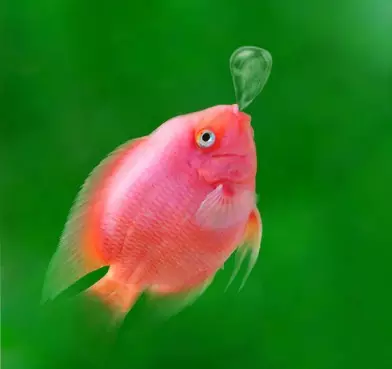 女人夢見河裡有好多死魚：夢見水裡有幾條活魚和死魚