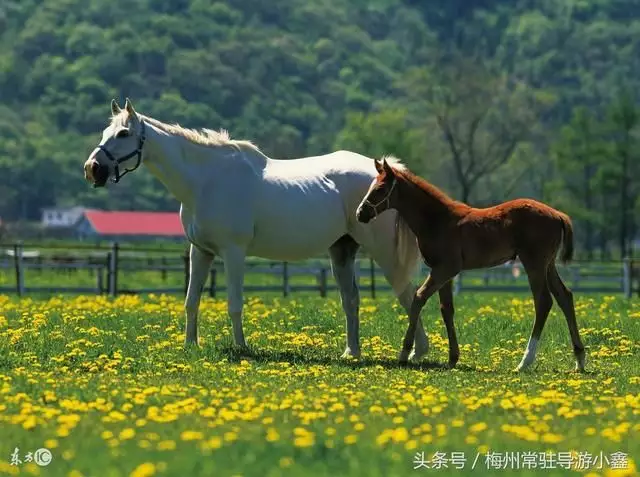 3、66年可以跟78年婚配么:66年的馬和78年的馬能娶親嗎?