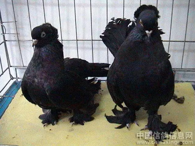 2、喜歡養鴿子的男子:喜歡養鴿子的男子是什麼性格