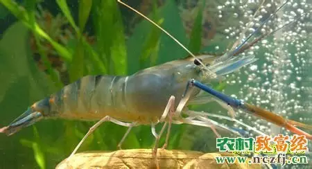 養蝦圈適合什麼屬相的人：什麼屬相的人不能養魚
