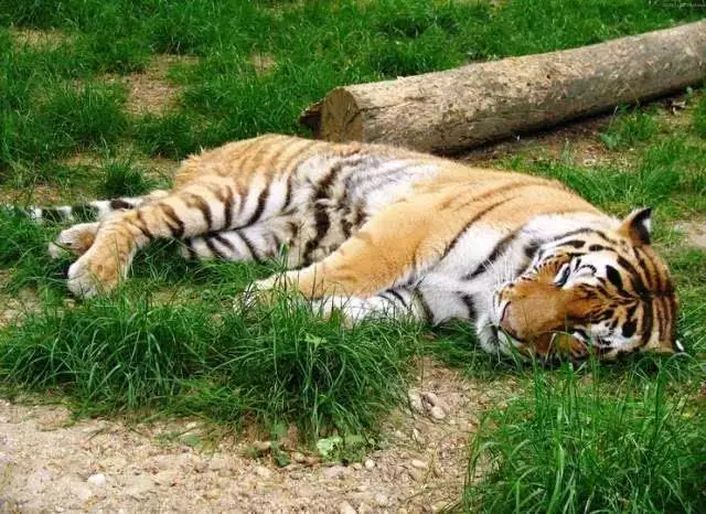 2、86年的虎和04年的猴能婚配嗎:68男猴與86女虎婚配嗎?婚姻幸福嗎？