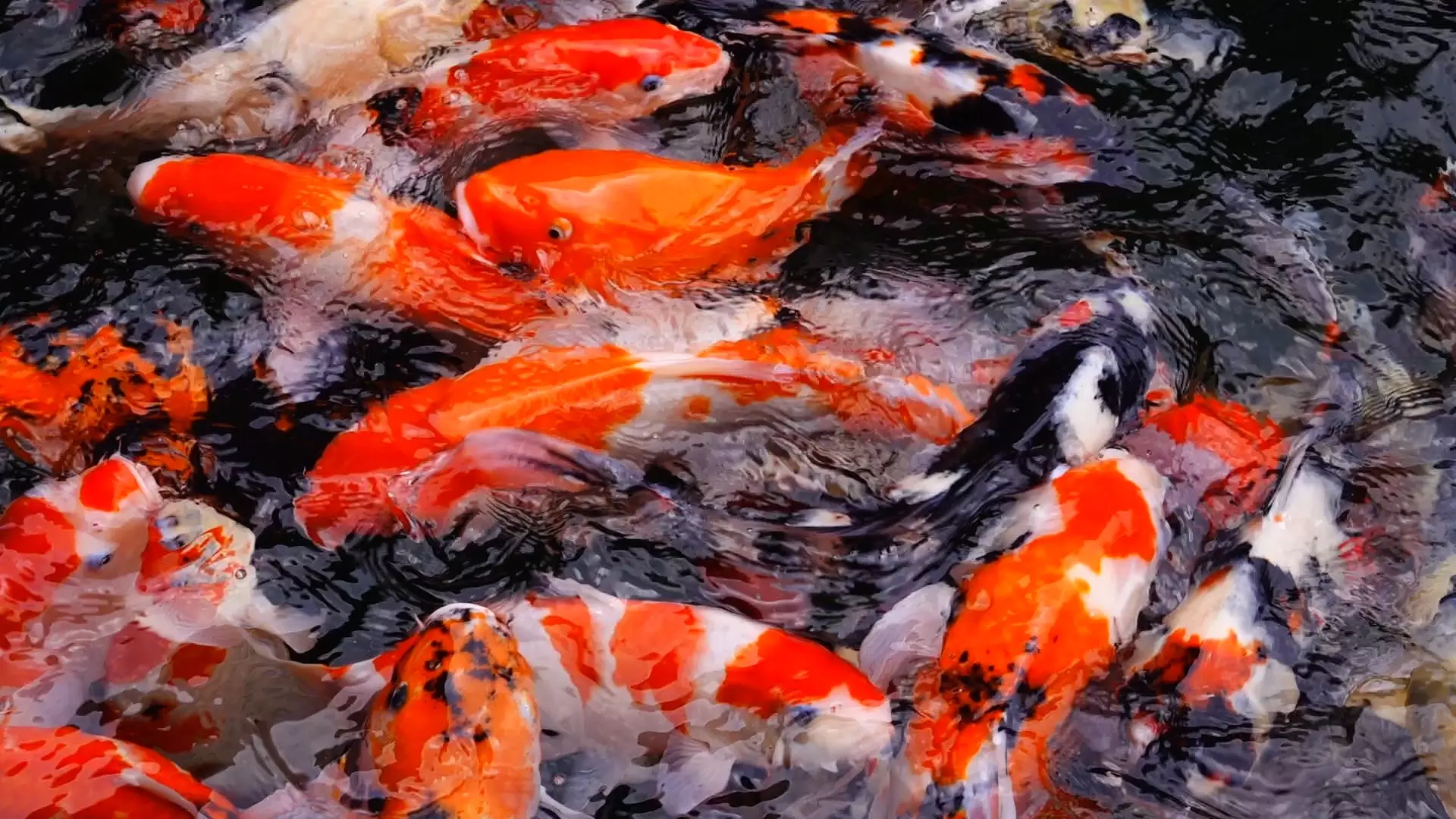夢見好多魚在水裡游來游去：一個月夢見兩次好多魚在水裡游來游去是什麼意思