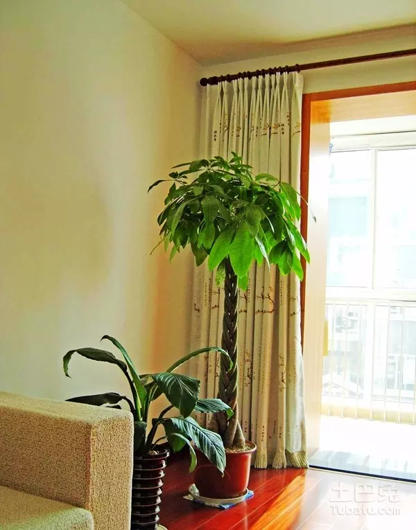 2、客廳里放什麼植物好風水:客廳盆景花擺放有什麼風水禁忌