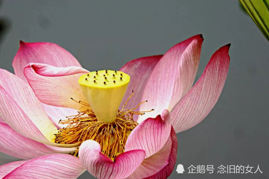杯水車薪形容什麼屬相：杯水車薪是什麼生肖？