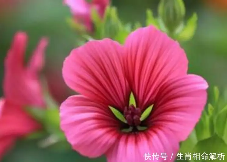 屬相與出生時辰算命運：按生辰八字算我是什麼命，五行的，具體點