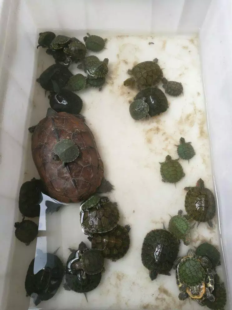 小烏龜為什麼養幾天就死了：買的烏龜為什麼過不了幾天就死了