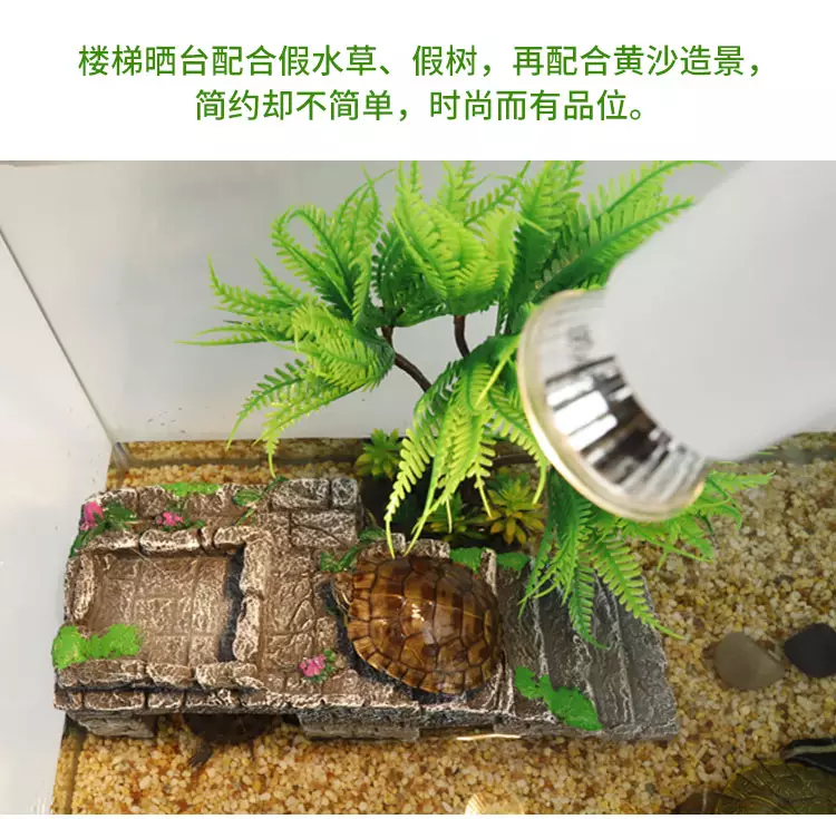 客廳養龜放什麼地方好：烏龜缸應該放在客廳的什麼地方