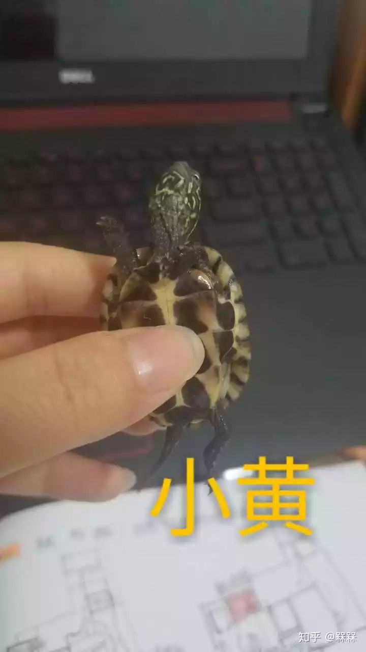 3、為什麼有人喜歡養烏龜:養烏龜的好處與壞處