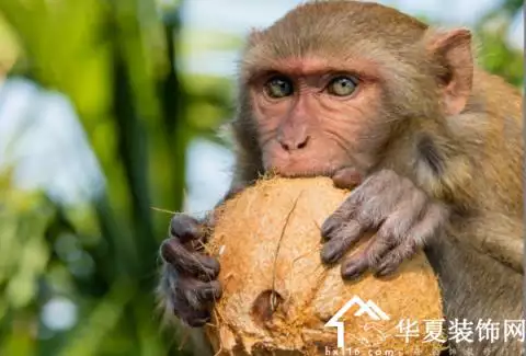 屬猴的男的和什麼屬相最不配：屬猴的和什麼屬相最配 和什麼屬相不相配