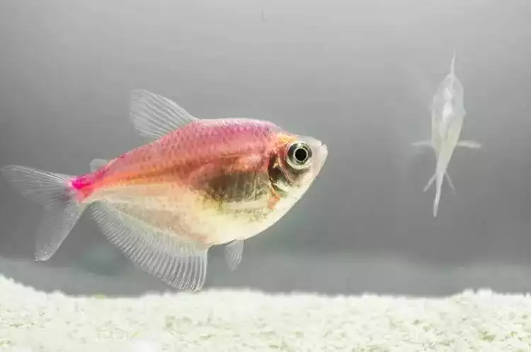 已婚女人夢見抓到活魚又死了：夢見兩條魚活魚可是後來又死了