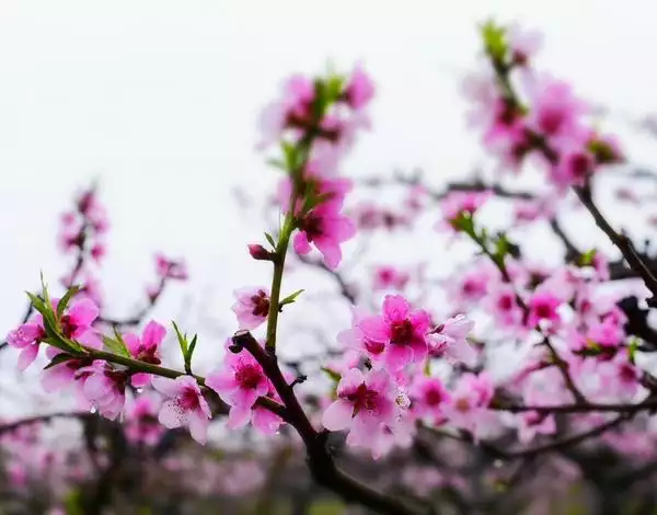2、免費八字測桃花:免費八字測桃花運