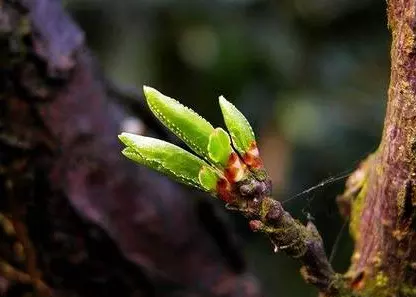 1、運氣不好的10個先兆:鑰匙丟了是不是運勢不好的徵兆