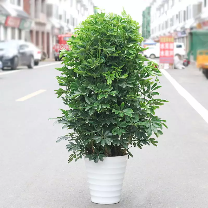 3、招財樹的圖片:花店賣的發財樹和圖片怎麼不一樣