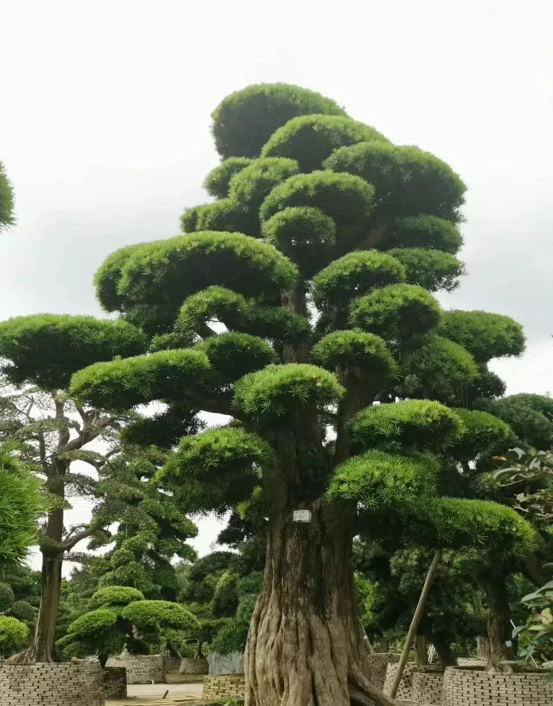 1、庭院十之樹:庭院種什麼樹最吉利