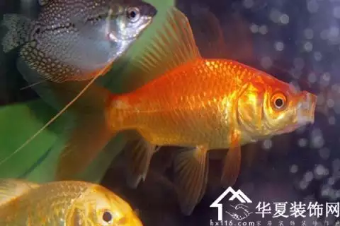 懷孕女人夢見魚是什麼徵兆：孕婦夢見魚反肚皮是什麼意思