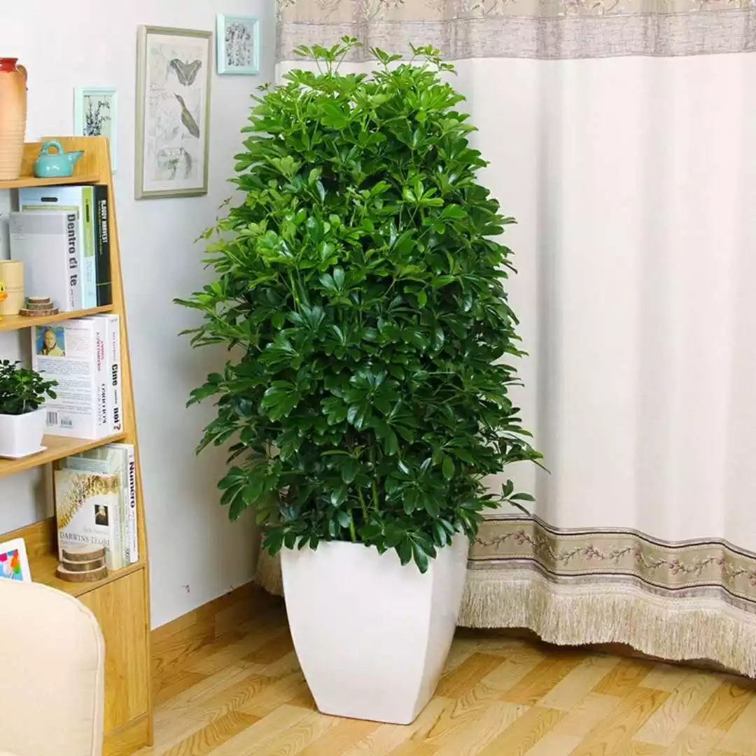 1、搖錢樹綠植圖片:搖錢樹恭弘=叶 恭弘子圖