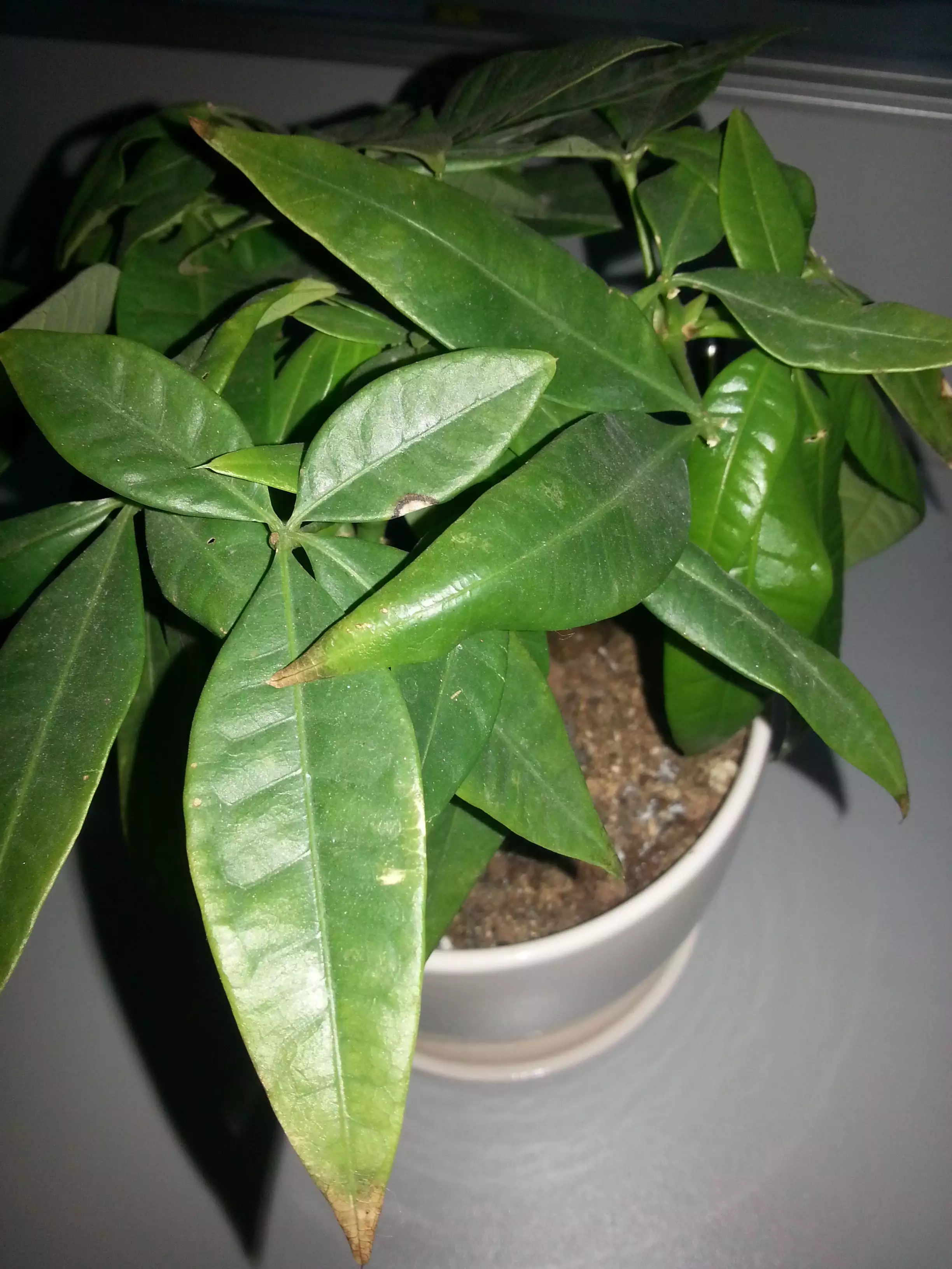 2、發財樹恭弘=叶 恭弘子發黃還脫落怎麼辦:發財樹恭弘=叶 恭弘子發黃脫落怎麼辦補救
