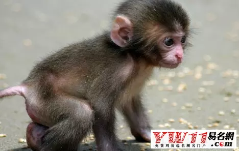 屬猴認寄父什麼屬相好：我兒子屬猴可以找個屬猴的未婚乾媽嗎?