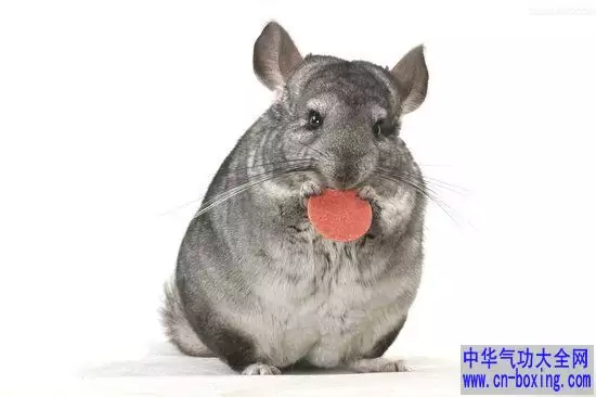 屬鼠的男人是什麼性格：屬鼠的男生性格和愛情關