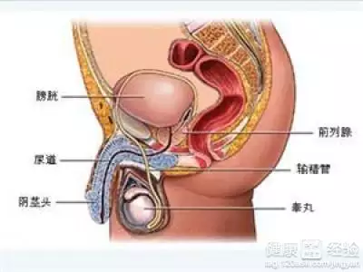 3、提高男人的性功能最有效的方法:增強性功能的方法
