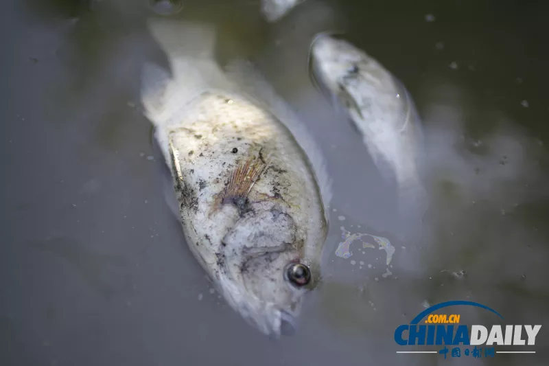 女人夢見好多死魚沒有水：夢見池塘里沒水、但是有好多死魚