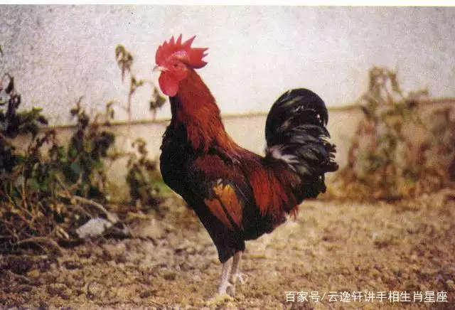 2、69年雞和69年雞婚配好嗎:62年男虎和69年雞婚配好嗎
