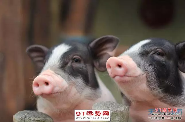 2、屬馬的屬相與屬豬婚配:屬馬與屬豬婚配好欠好？