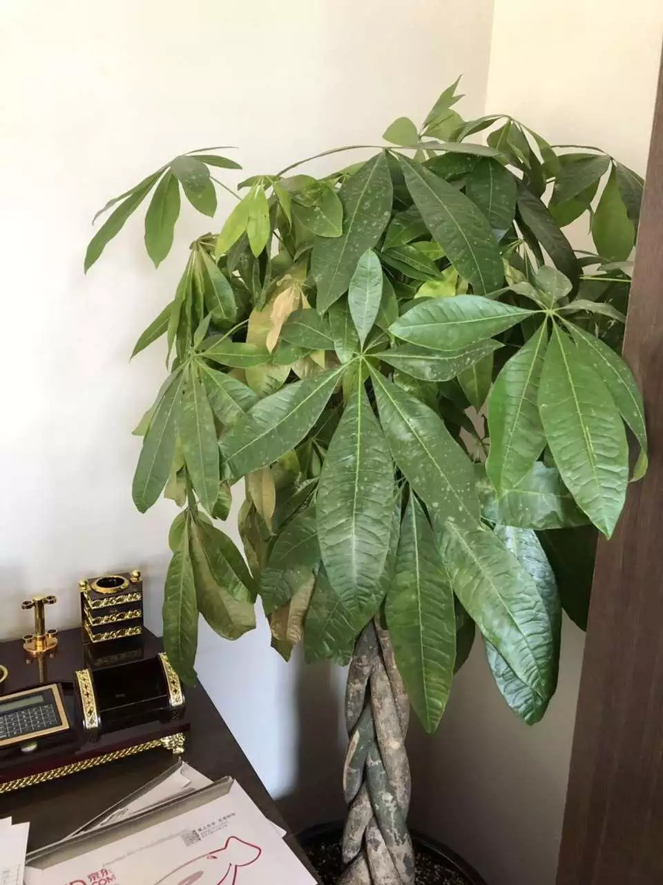 3、適合家中養的吉祥植物:有哪些植物養在家裡招財又旺宅，還能美化家居？
