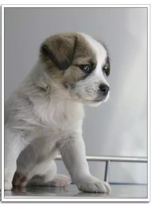 屬相狗今天的幸運数字有幾個：屬犬的人的幸運数字是什麼