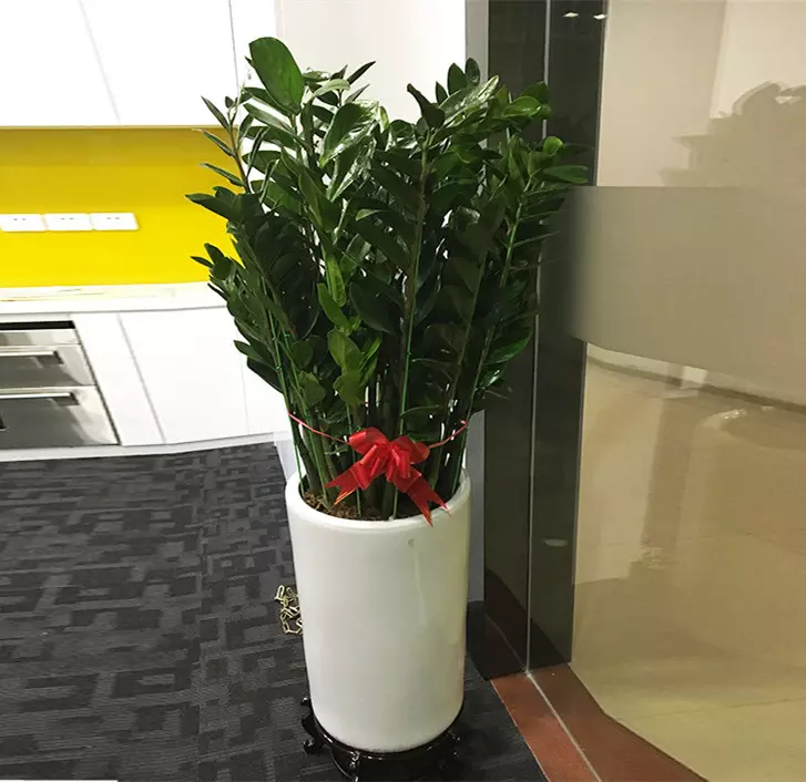 1、家裡養什麼綠植好招財:家裡養這幾種綠植，招財納棺