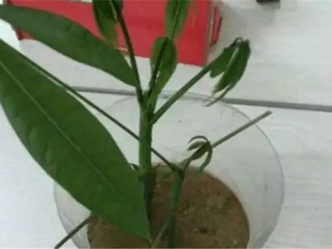 1、招財樹怎麼扦插:發財樹如何栽培繁殖？