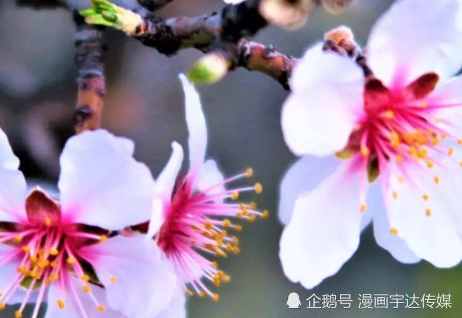 母支屬馬女孩屬猴屬相合嗎：屬馬的和屬猴的合不合