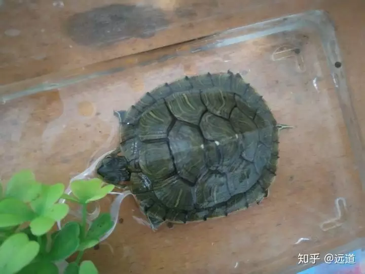 小烏龜是死了還是冬眠：怎麼判斷烏龜冬眠期結束?