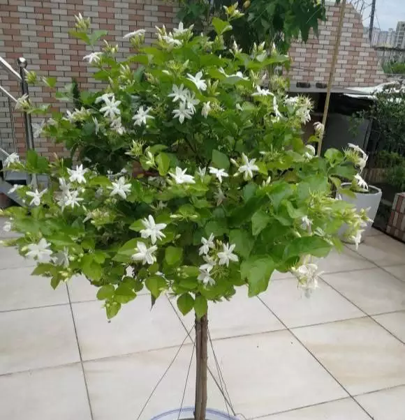 什麼屬相適合養：屬相適合養什麼植物好?