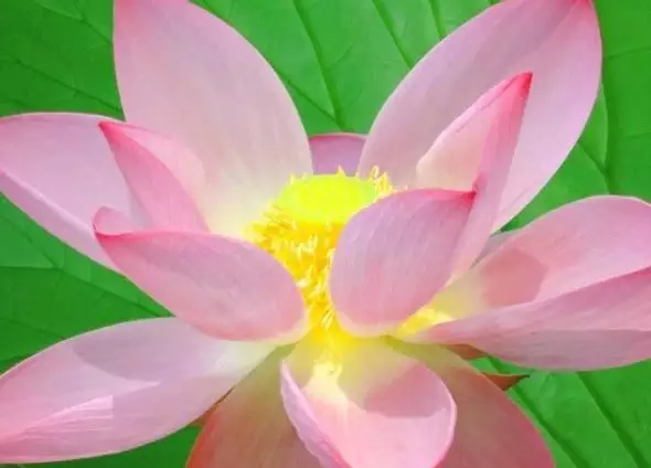 什麼屬相無憂無慮活到老：無憂無慮是什麼生肖，